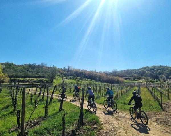Kolesarjenje med vinogradi v slovenski Istri