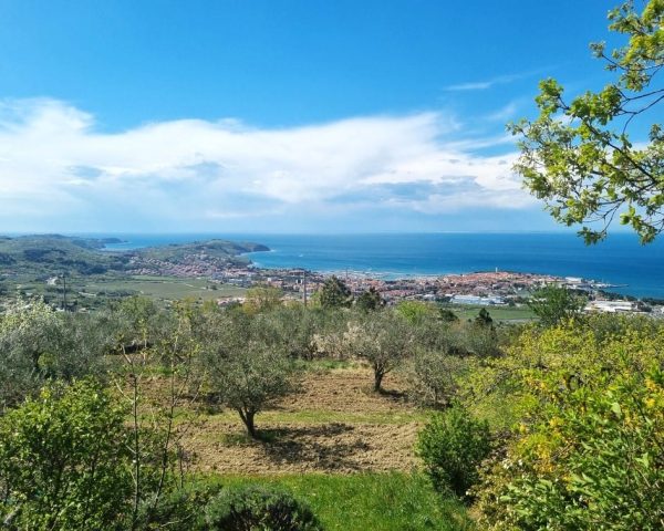 Slovenska Istra in oljčni nasadi